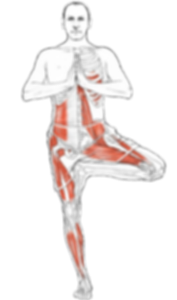 Yoga anatomy articles