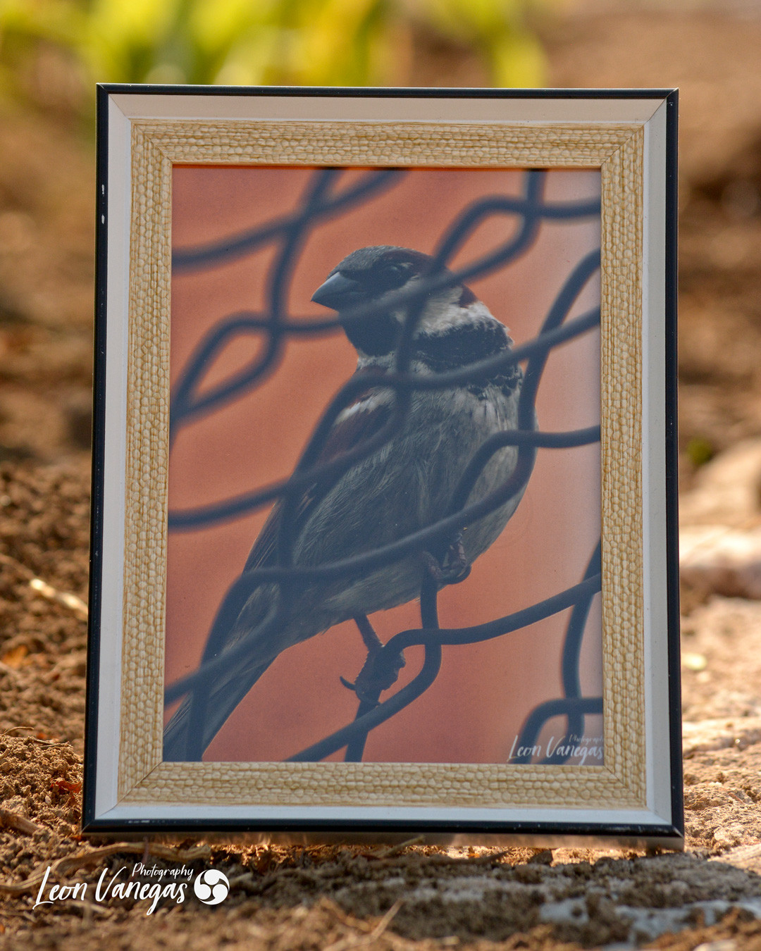 Tesoros de la Naturaleza 5x7"
