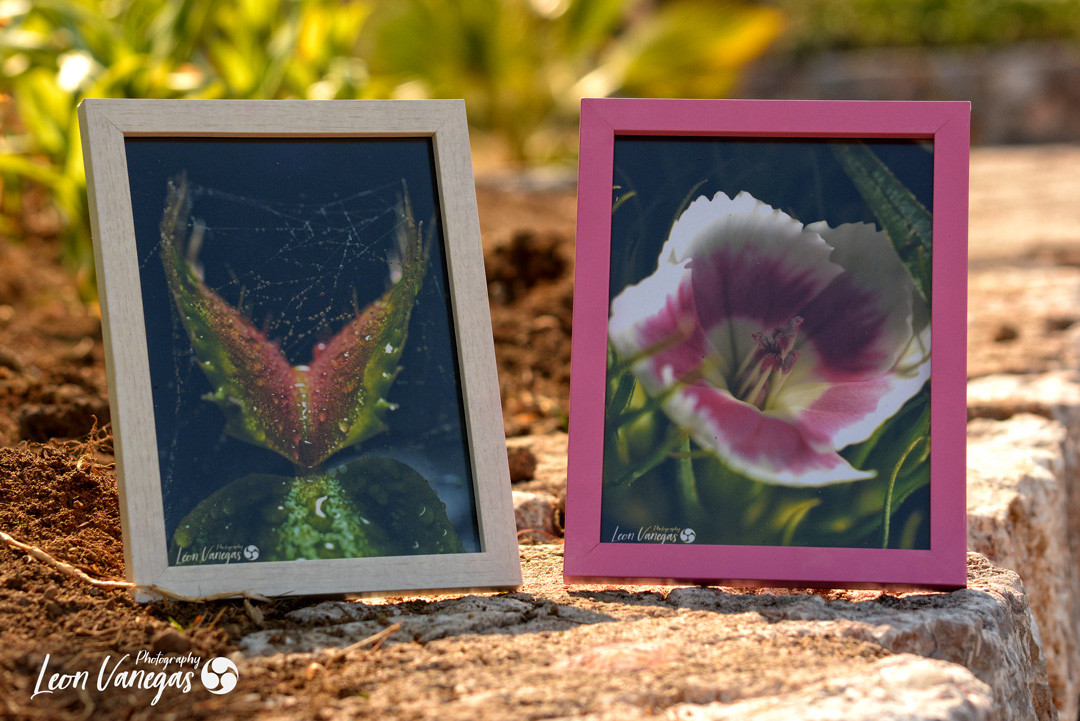 Tesoros de la Naturaleza 6x8" Impresion