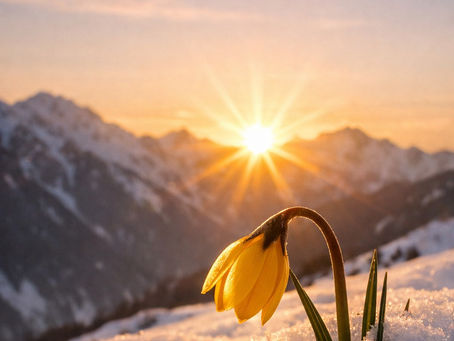 Doğanın Asası : Çiğdem Çiçeği