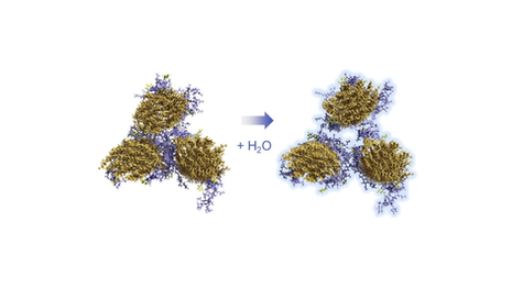 Combining scattering analysis and atomistic simulation of wood-water interactions