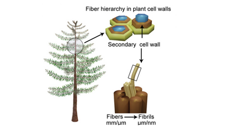 Nanocellulose: Recent Fundamental Advances and Emerging Biological and Biomimicking Applications