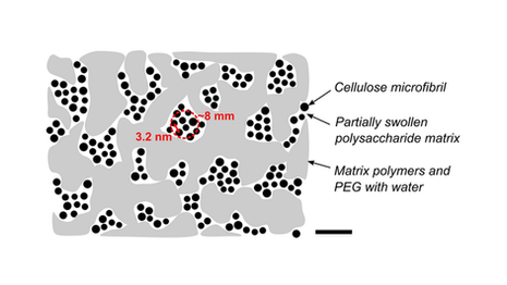 Bundling of cellulose microfibrils in native and PEG-containing wood cell walls revealed by SANS