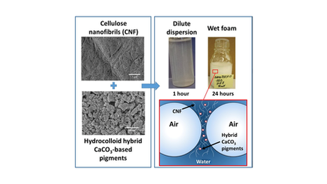 Enhancing the Stability of Aqueous Dispersions and Foams Comprising CNF with CaCO3 particles