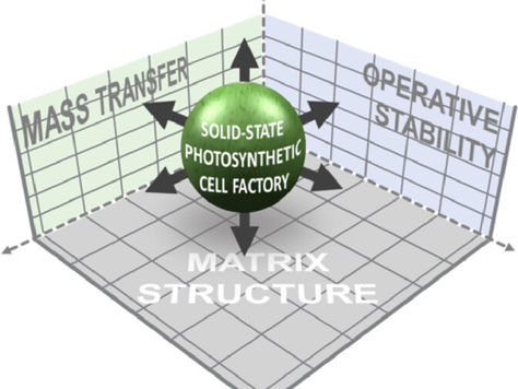 Mapping Nanocellulose- and Alginate-Based Photosynthetic Cell Factory Scaffolds: Interlinking Porosity, Wet Strength, and Gas Exchange
