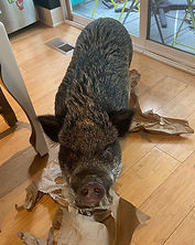 IMG_4629.jpeg