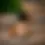 Thumbnail: A close-up of a bottle of Thieves Oil sitting on a shelf in front of a pair of cinnamon bark.