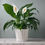 Thumbnail: Peace Lily | Spathiphyllum