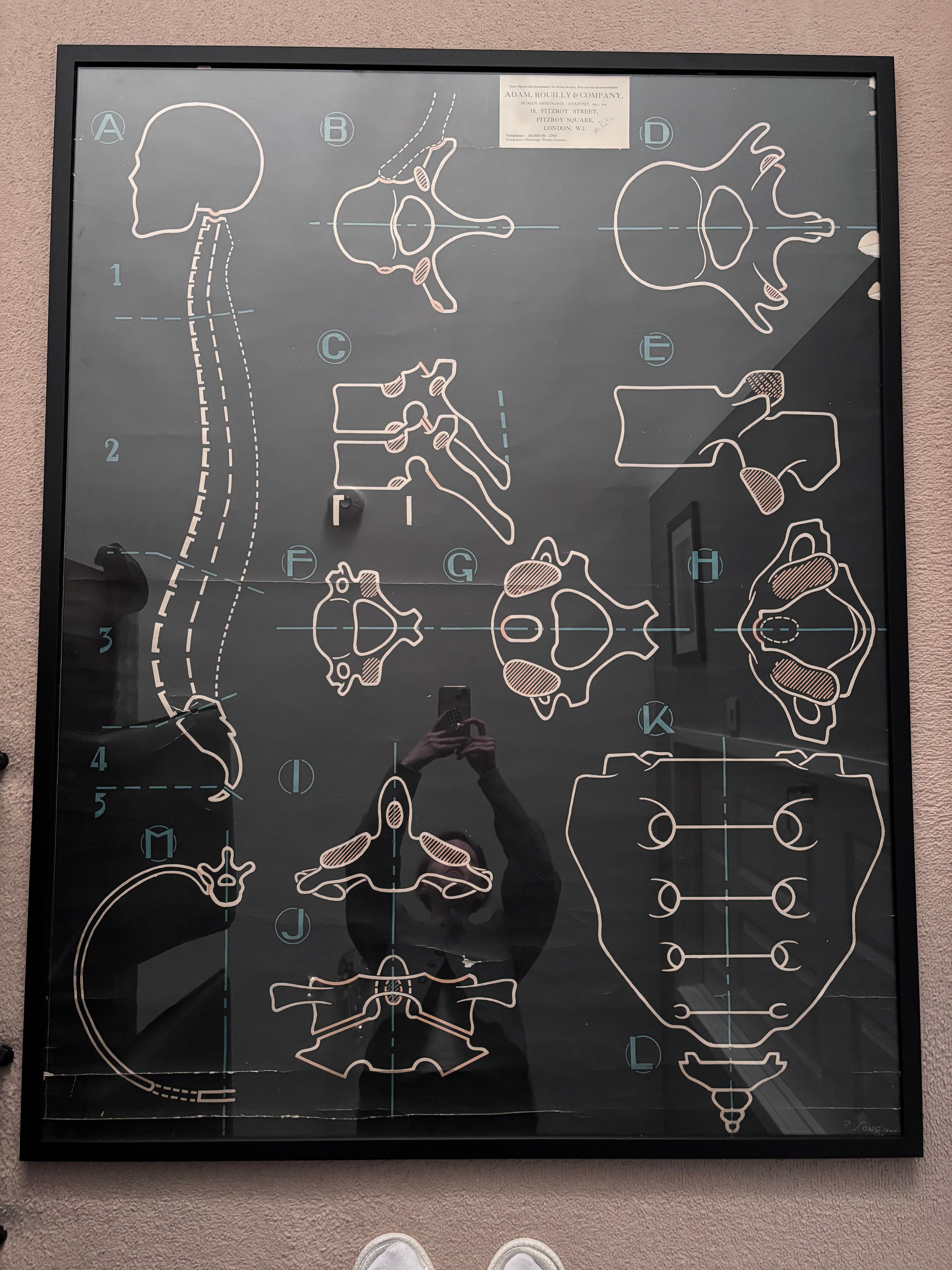 Large Vintage Anatomical Wall Chart by Paul Sougy