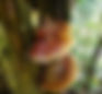 Reishi-(-Ganoderma-tsugae-)-growing-in-the-forest.-Popular-mushroom-in-herbalism.-12500264