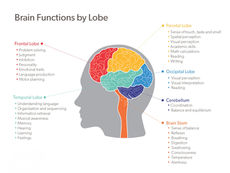 Understanding the Brain: Functions by Lobe Explained