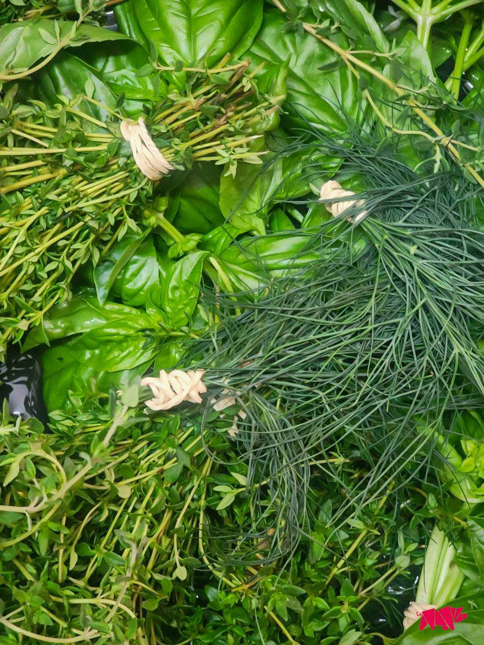 Herbs tied in bunches on plants