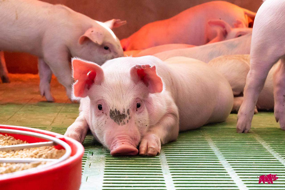 Group of pigs in pen, some lying down, some standing up. One is lying down near feeder.