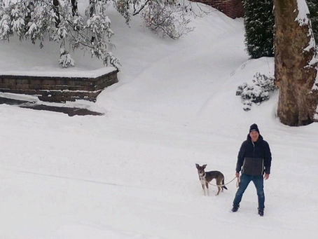 Moment of Truth for Covid Dogs