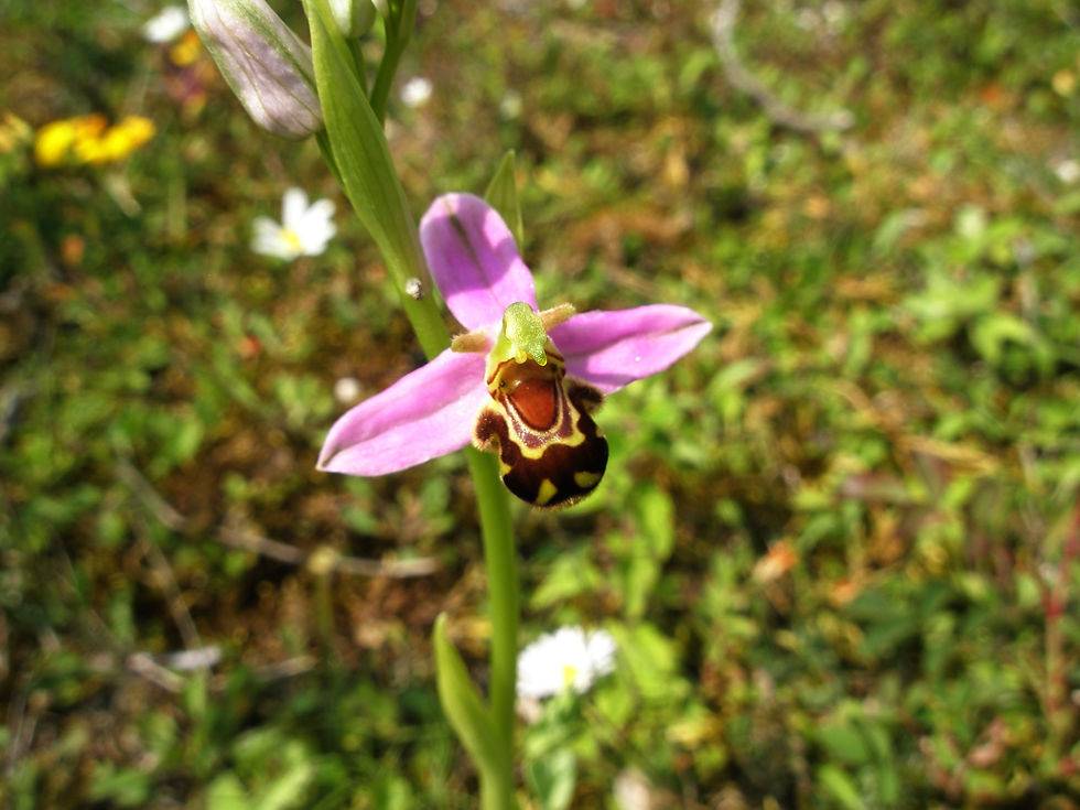 MNR Bee Orchid 25062013 (4)065%.JPG