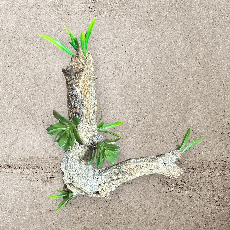 EverGreen Drift Wood