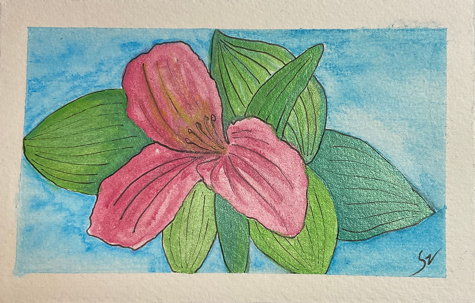 Pink Lily