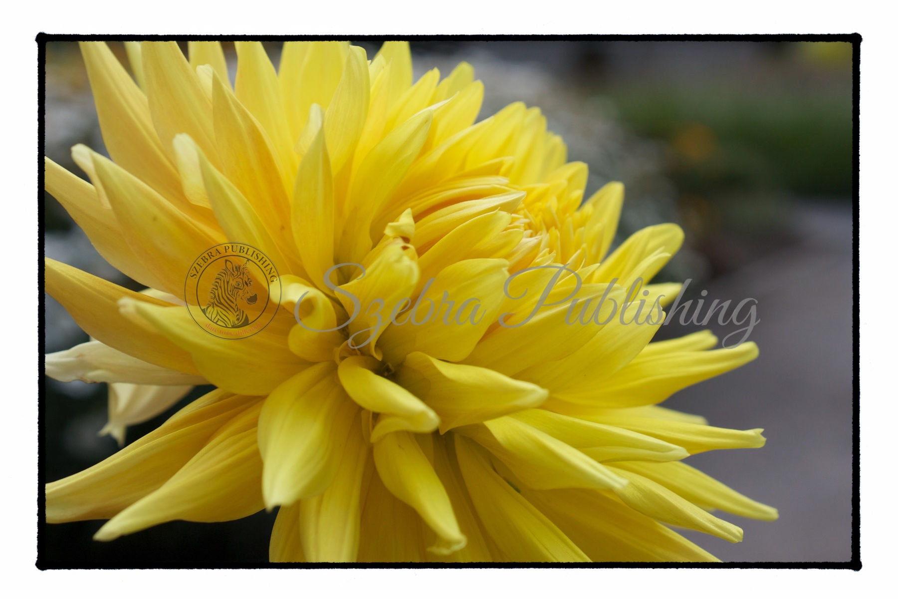 Yellow Dahlia 2