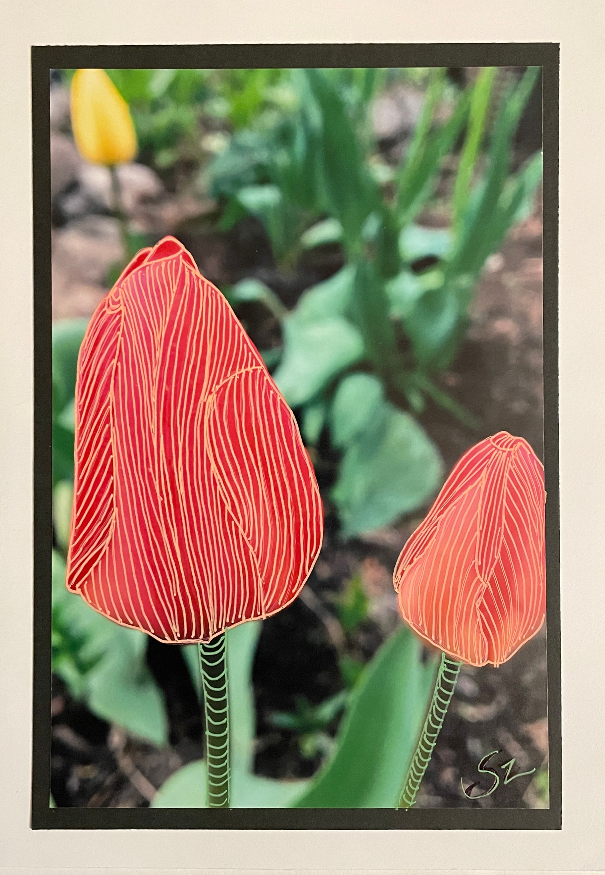 Tulips V1