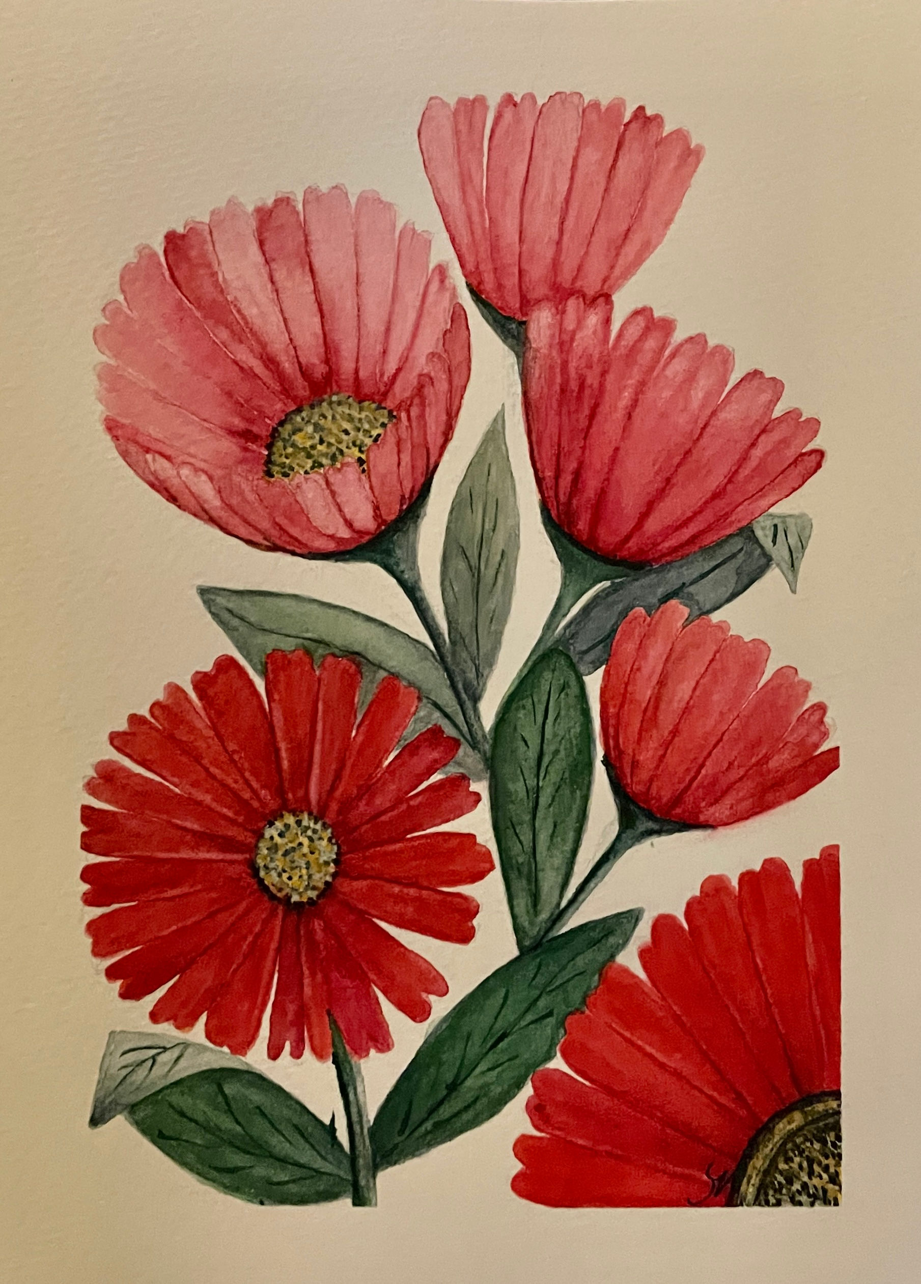 Crimson Daisies