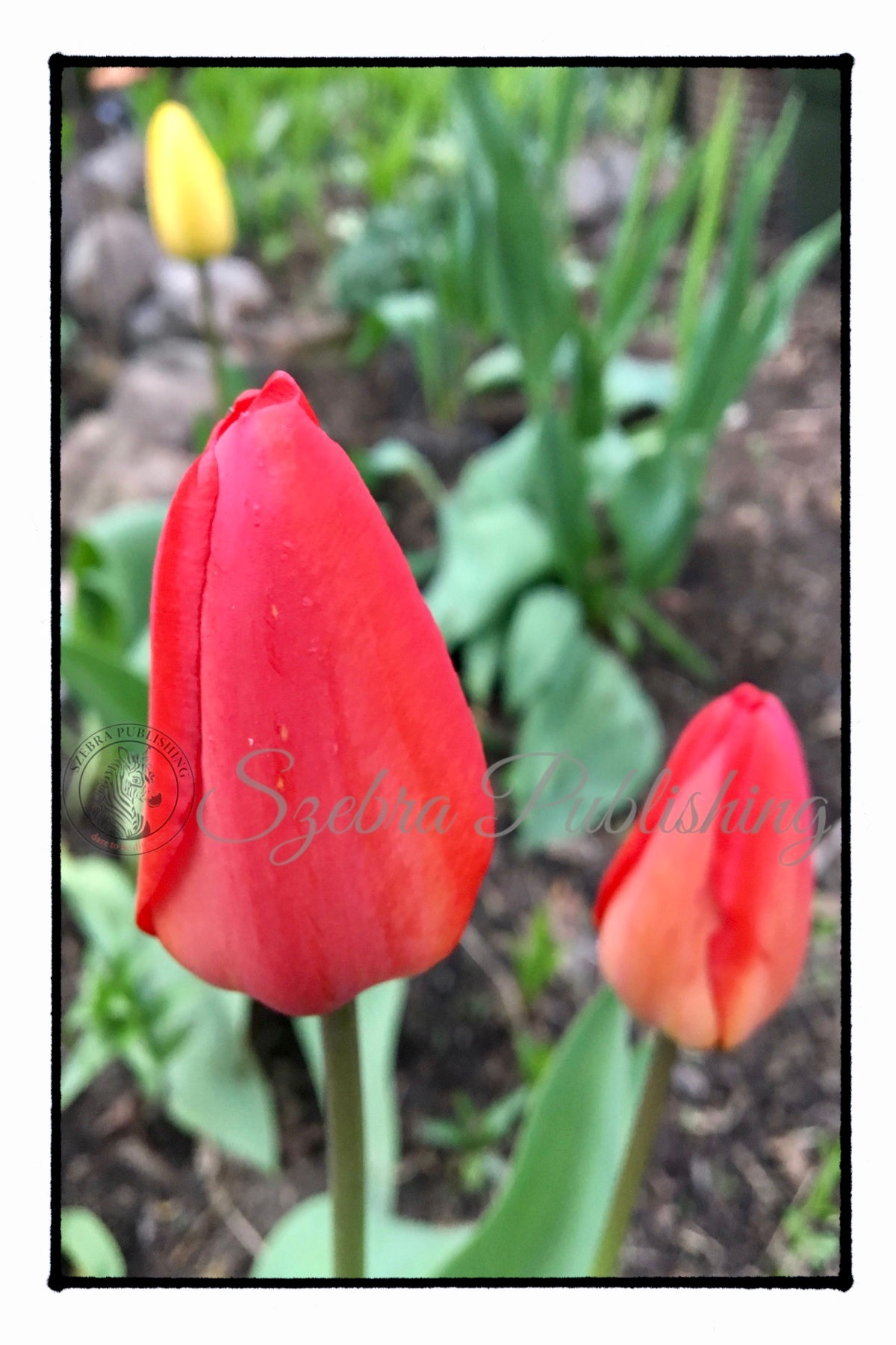 Red Tulips 1