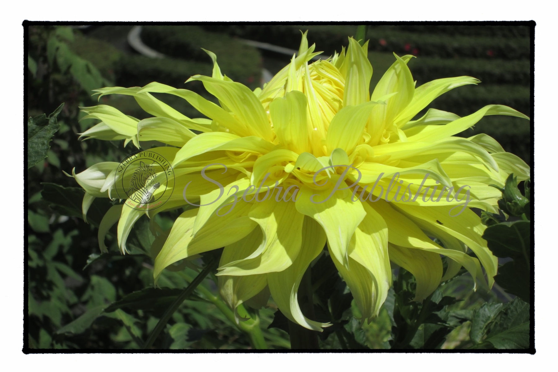 Yellow Dahlia 3