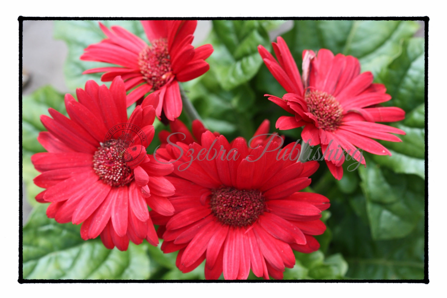 Pink Gerbera Daisies