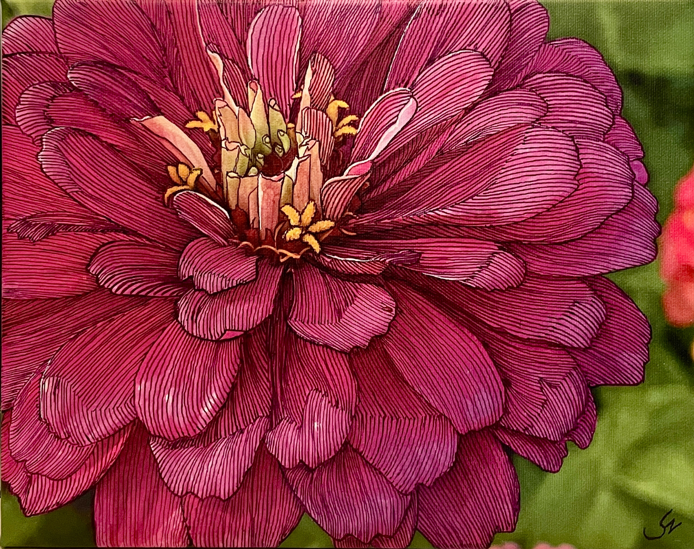 Raspberry Zinnia
