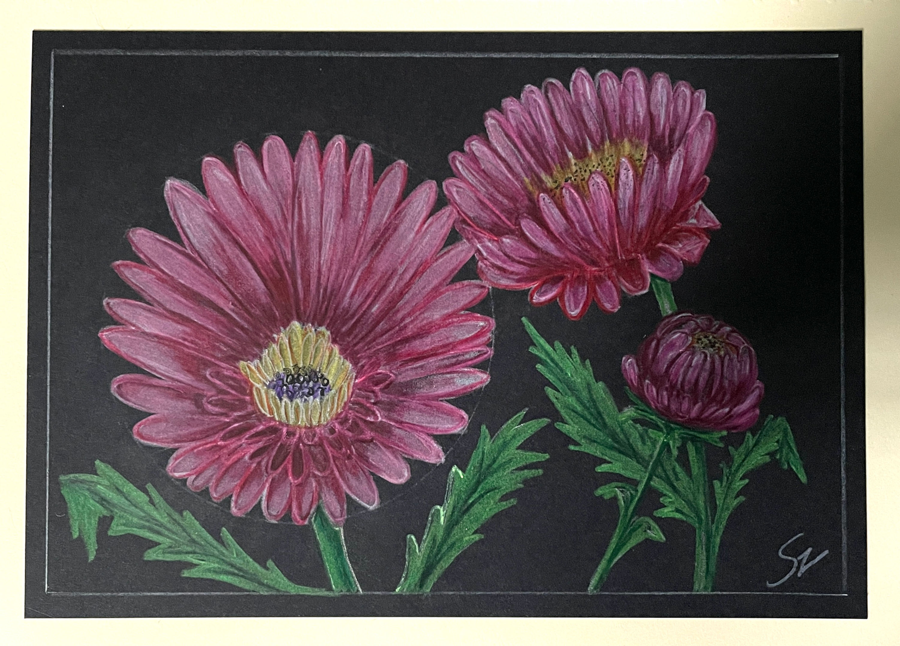 Ruby Gerbera Daisies