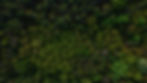 home trees.jpg