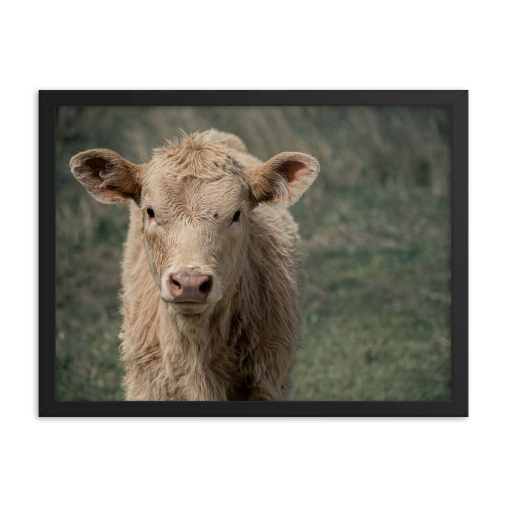 Calf - Framed Matte Poster Print