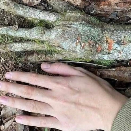 The King Tree of the Bimbache: Where Ancient Forests Meet Forgotten Peoples