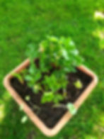 Edibles pot, May 2020