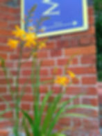 Crocosmia (grows from a corm)