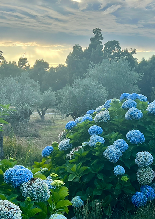 The blue Flowers