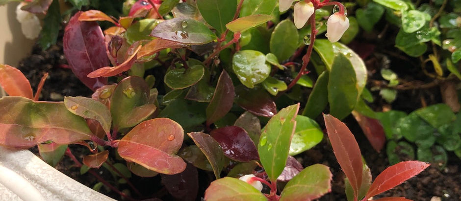 なんでしょうか?