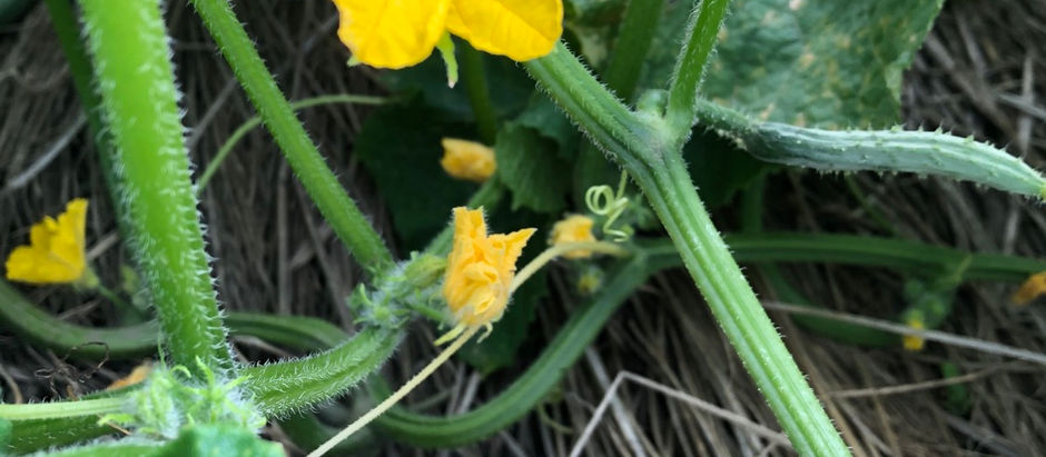 院内絵手紙教室