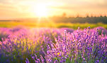 sunset-glow-lavender-fields.jpg