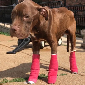 This Is The World's Most Determined Pittie