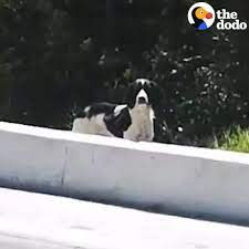 Women Patiently Try To Rescue A Dog For 3 Months
