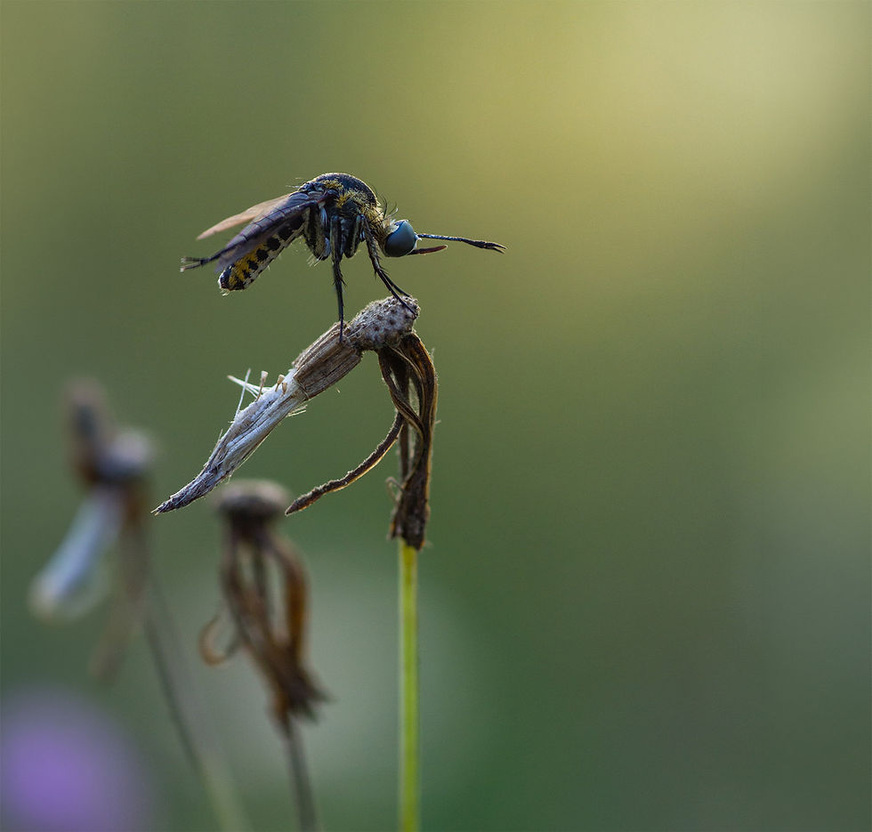 insectisit bg.jpg