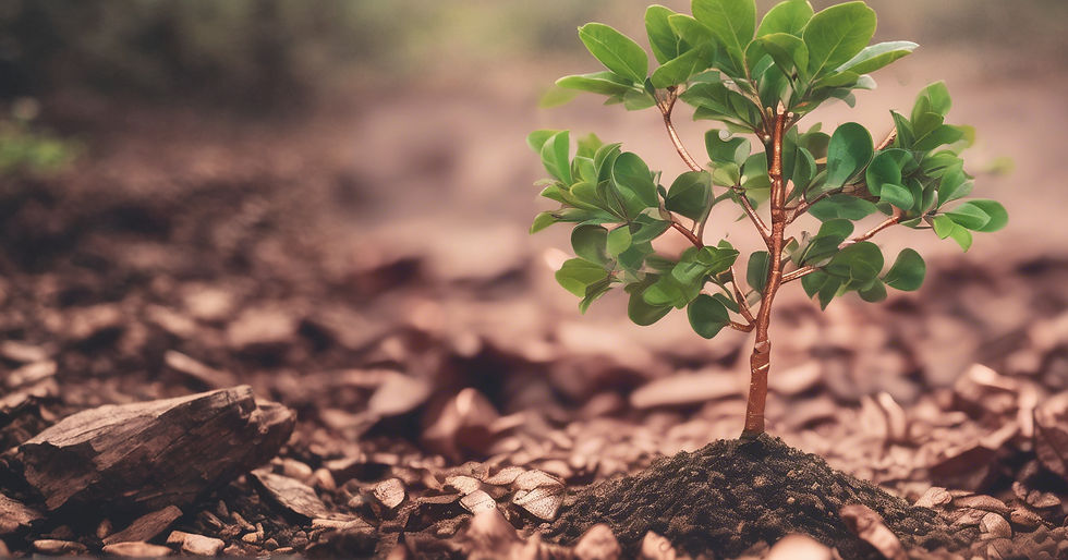 A small green tree growing out of ground.jpg