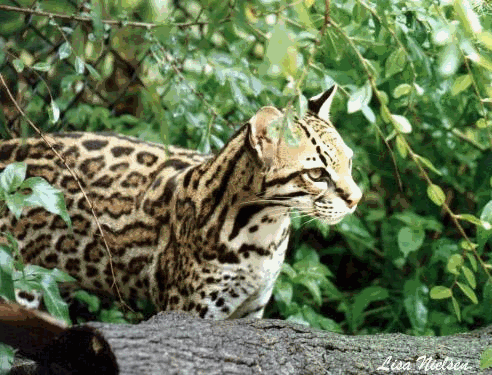 Ocelot