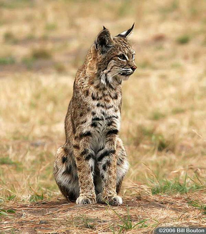 Bobcat