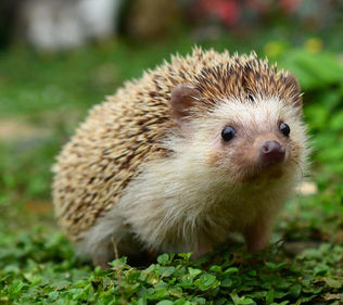 John Oliver vs Chronic the Hedgehog