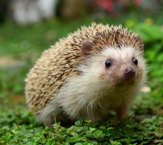 John Oliver vs Chronic the Hedgehog