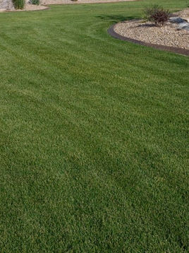 Smart Landscaping Choices for South Auckland Homes