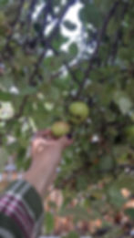 Hand Picking Apples
