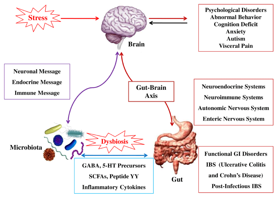 Diagram of the gut-brain axis showing interactions between the brain, gut, stress, and microbiota with labels: stress, dysbiosis, and disorders.