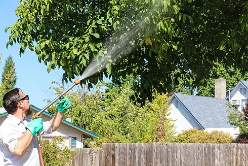 man spraying tree